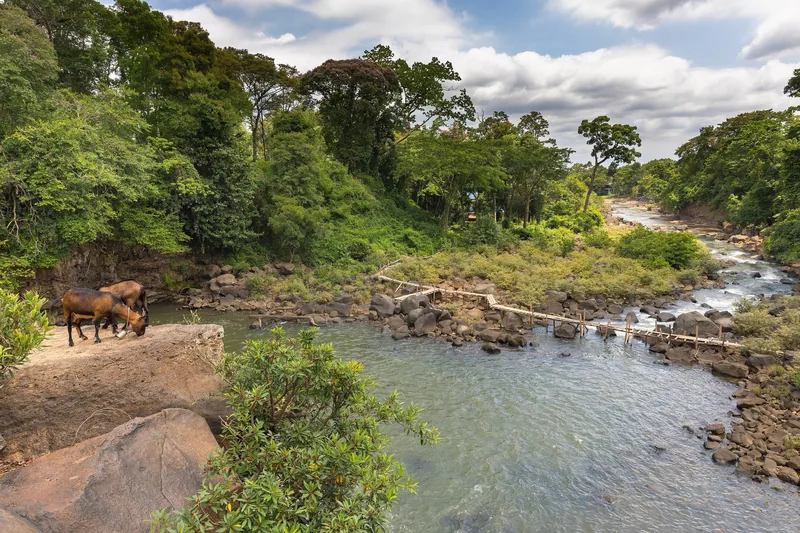Cows graze on a rocky outcrop above the Tad Lo river with a bamboo footbridge, Bolaven Plateau