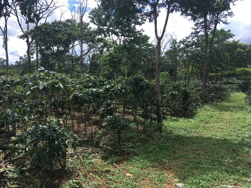 Rows of coffee shrubs grow beneath shade trees on the Bolaven Plateau.