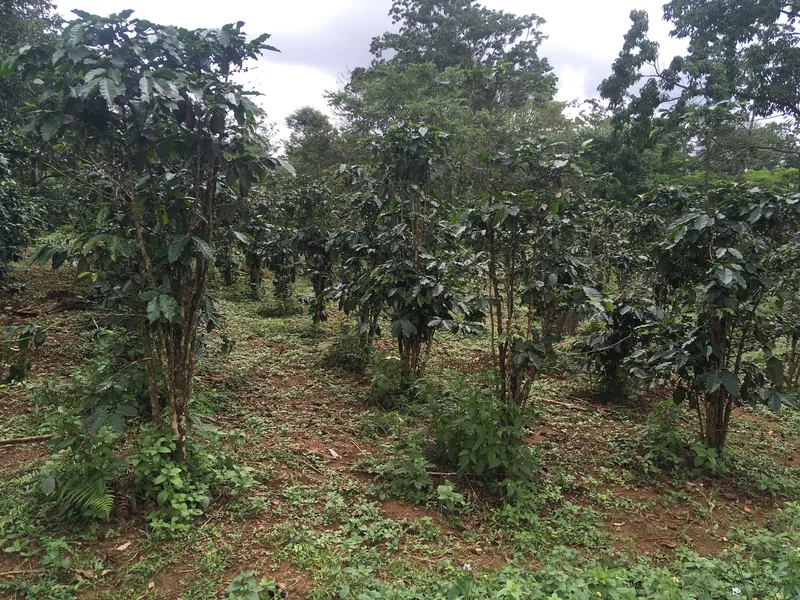 Rows of leafy coffee trees grow in red soil on a plantation in the Bolaven Plateau, Laos.