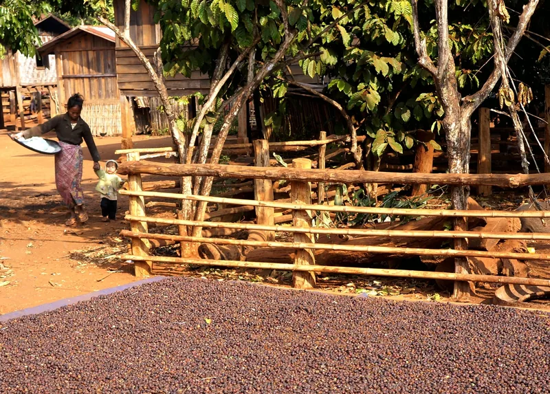 A woman and child walk past coffee beans drying in the sun beside a wooden fence on the Bolaven Plateau, Laos.