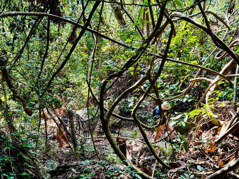 Hikers make their way through a tangle of jungle vines and roots on a trail in Cat Ba island's forest.