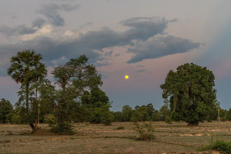 A full moon rises over dry paddy fields lined with palm and shade trees near Si Phan Don, Laos.
